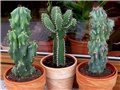 Cereus  peruvianus  monstruosus 